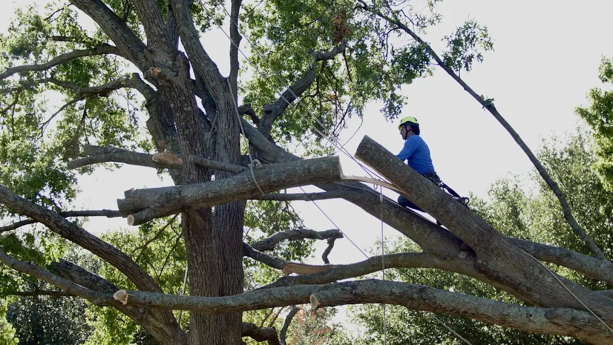 Professional Crown Thinning performed by certified arborists in Delight