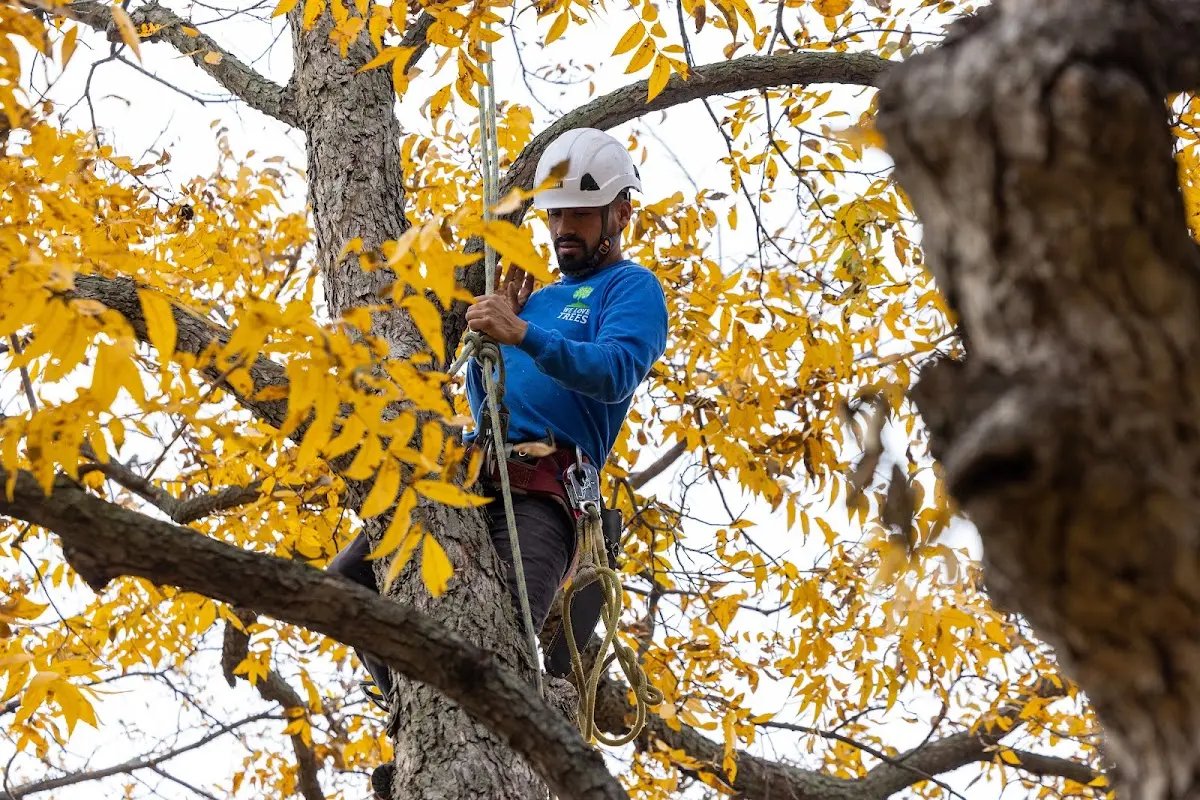 Skilled Tree Planing crew working in Delight